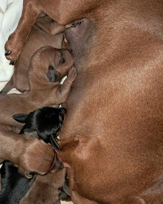 Cuccioli di bassotto nano e kaninchen
