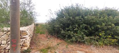 Terreno agricolo Mq. 500 punta prosciutto