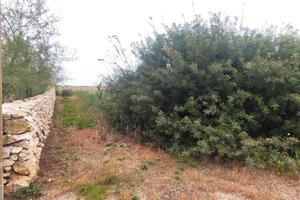 Terreno agricolo Mq. 500 punta prosciutto