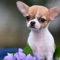 Chihuahua mini toy femmina