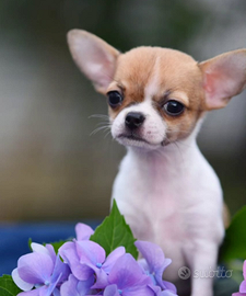 Chihuahua mini toy femmina