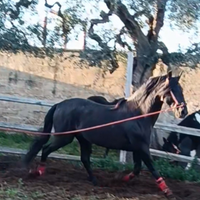 Cavallo spagnolo