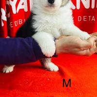 Pastore australiano (Australian shepherd)
