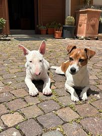 Bull terrier standard