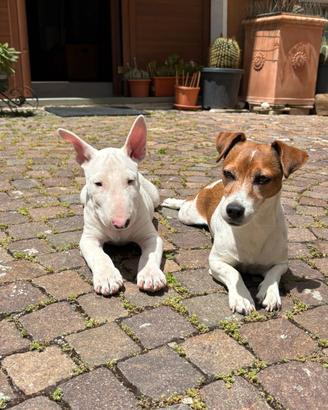 Bull terrier standard