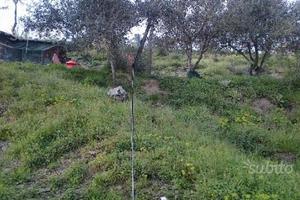 Terreno Agricolo