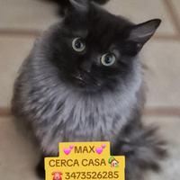 Gattini dolcissimi in adozione