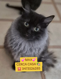 Gattini dolcissimi in adozione