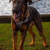 Una nuova famiglia per il nostro Dyson