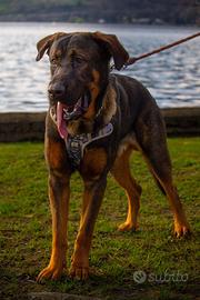 Una nuova famiglia per il nostro Dyson