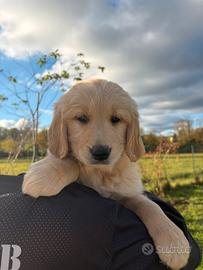 Golden retriever