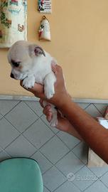 Cucciolo femmina