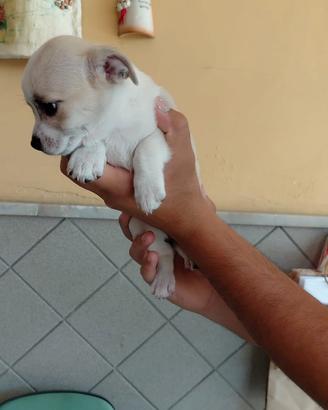 Cucciolo femmina