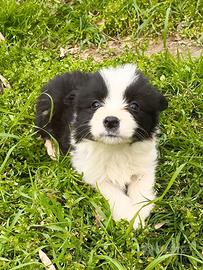 Border collie