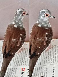 Tortora diamantina pezzata