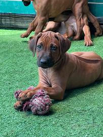 Cuccioli Rhodesian Ridgeback