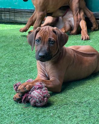 Cuccioli Rhodesian Ridgeback