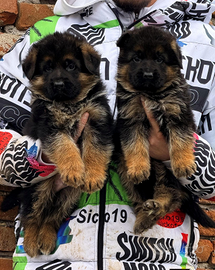 Cuccioli di pastore tedesco