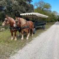 Pariglia cavalle tpr