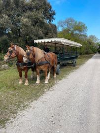 Pariglia cavalle tpr