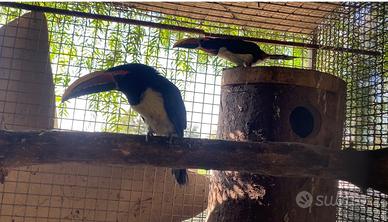 Tucani aracari virdis