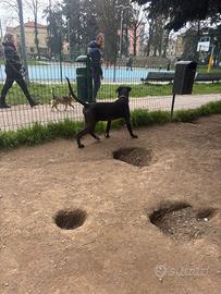 Cane corso