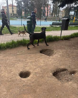 Cane corso