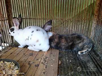 Conigli di razza rex tricolor