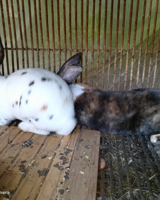 Conigli di razza rex tricolor