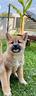 shiba-inu-allevamento-e-negozio-