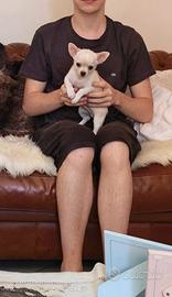 Cucciolo chihuahua pedigree