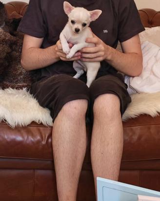 Cucciolo chihuahua pedigree
