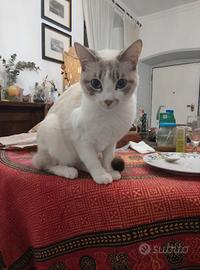 Gatta per accoppiamento- Siamese tabby point