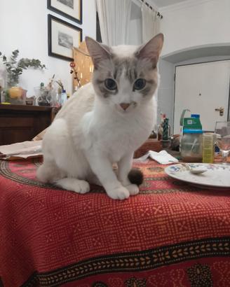 Gatta per accoppiamento- Siamese tabby point