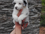 Immagine 22