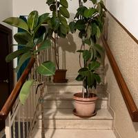 Piante : Ficus Elastica