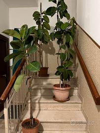 Piante : Ficus Elastica