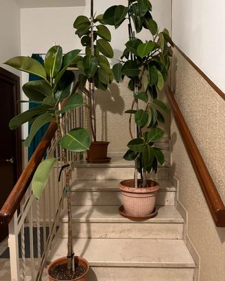 Piante : Ficus Elastica