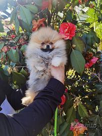 Volpino Pomerania FIGLIO DI CAMPIONE maschio