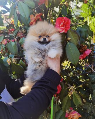 Volpino Pomerania FIGLIO DI CAMPIONE maschio