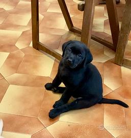 Labrador
