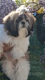 Shih tzu con Pedigree