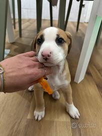 CUCCIOLA TAGLIA MEDIA INCROCIO amstaff e meticcio