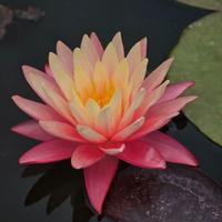 Piante acquatiche Black Friday laghetto, biolago