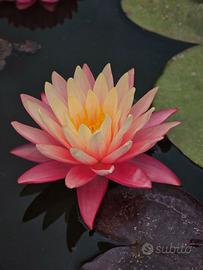 Piante acquatiche Black Friday laghetto, biolago