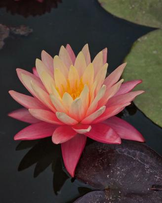 Piante acquatiche Black Friday laghetto, biolago