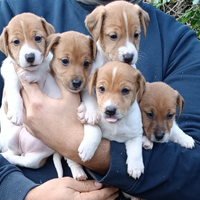 Jack russel