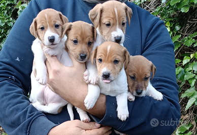 Jack russel