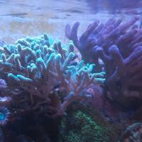 Coralli Acquario Marino