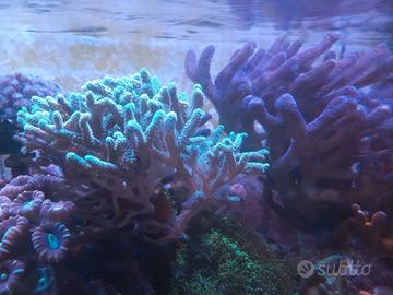 Coralli Acquario Marino